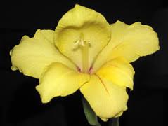 Image result for Gladiolus unguiculatus