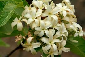 Image result for Holarrhena