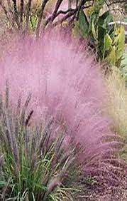 Native plant and pollinator gardening guide. 15 Maryland Native Plants Ideas Native Plants Plants Maryland