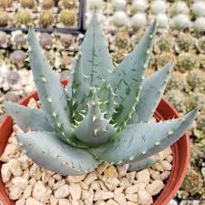Image result for Aloe carnea