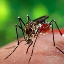 Sin embargo, en las personas que padecen la variedad hemorrágica y no reciben tratamiento, la tasa de mortalidad puede alcanzar un 40 a 50 por. Vuelve El Calor Y La Lucha Contra El Mosquito Del Dengue El Diario De Carlos Paz