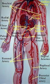 The human blood vessels labeled. Circulatory System Model Labeled Vascular System Models Arteries Arteries Medical Anatomy Human Anatomy And Physiology