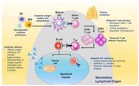 Image result for T-Lymphocyte