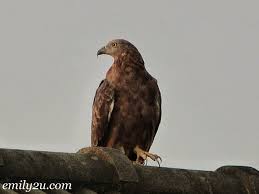 Check spelling or type a new query. An Eagle Has Landed From Emily To You