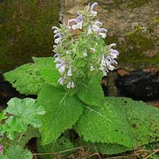 Image result for Salvia sclarea