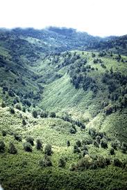 Image result for Lovoa swynnertonii