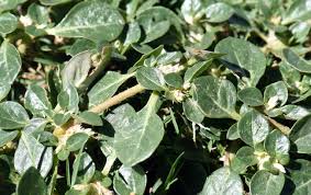 Image result for Alternanthera caracasana