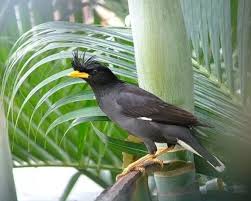 Kumpulan suara jalak kebo memang berbeda dengan kicauan burung yang lain. Gambar Burung Jalak Dan Kerbau Contoh Lif Co Id