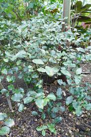 Image result for Hippocratea longipetiolata