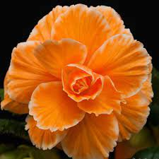 Begonia Picotee Lace Apricot Bulb Flowers Begonia Spring Flowering Bulbs