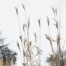 Image result for Ampelopteris prolifera