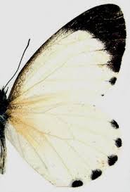 Image result for Globimetula anguliflora