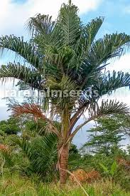 Cycas revoluta or the sago palm is a beautiful easy care houseplant with a mischievous twist that easily fools people in three ways. Metroxylon Warburgii Vanuatu Sago Palm Natangura Palm Buy Seeds At Rarepalmseeds Com