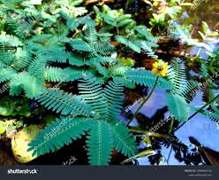 Image result for Neptunia oleracea