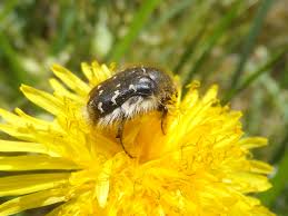 Image result for Tropinota hirta