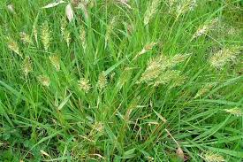 Image result for Anthoxanthum