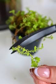 Image result for Selaginella kraussiana