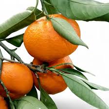 Image result for Citrus reticulata
