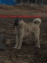 Yavru Kopek Fiyatlari Satilik Kangal