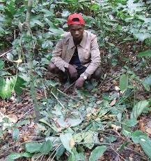 Image result for Sarcophrynium schweinfurthianum