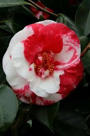 Pin By Mona Moni On Camelia Small Flower Gardens Beautiful Flowers Camellia Plant