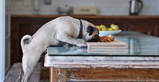 Check spelling or type a new query. New Fda Warning Cautions Against Grain Free Dog Food The Atlantic