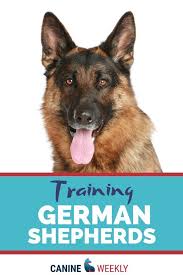 German Shepherds Are The Second Most Popular Dog Breed And With Good Reason They Are Devoted And L In 2020 German Shepherd Training Training Your Dog German Shepherd