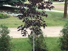 The lobed leaves are ornamentally significant and turn an outstanding yellow in the fall. Prairie Splendor Norway Maple