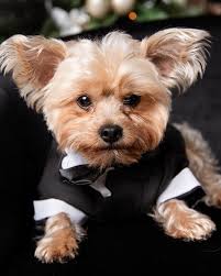 Happy holidays from @always.renee, Shauna & Chico! I had so much fun  capturing this in home photo session, so they could get their holiday cards  out and add new photos to their