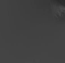 Image result for Rytigynia ruwenzoriensis