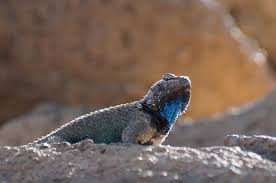 We did not find results for: Clark S Spiny Lizard Photograph By Dennis Boyd