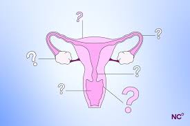 Image result for female sex organ