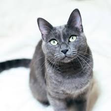 We found 16 'russian blue' adverts for you in 'cats and kittens', in the uk and ireland. Russian Blue Cat Full Profile History And Care