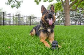 Browse thru thousands of german shepherd dog dogs for adoption in maine, usa area, listed by dog rescue organizations and individuals, to find posted breed: If Marijuana Is Legal In Colorado What S The Use Of A Pot Sniffing Dog Colorado Public Radio