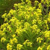 Image result for Euryops virgineus