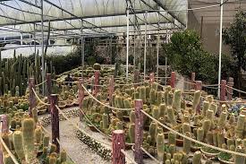 The valley is known for its many varieties of cacti and you can check out a plethora of colorful species as well as towering specimens and small. Guided Cameron Highland Day Tour From Kuala Lumpur Private Basis Dollar
