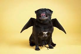 47+ halloween costumes for boston terrier dogs. Where To Buy Cute Black Pug Halloween Costume