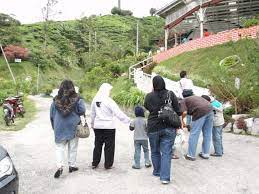 Bandar utama di cameron highlands adalah ringlet, tanah rata dan brinchang. Tempat Menarik Di Cameron Highlands Ladang Teh Di Habu Ringlet Cameron Highlands Makan Angin Jalan Jalan Cuti Cuti
