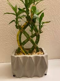 Image result for Bamboo Yellow 1958 Imperial