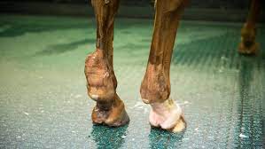 Further up the leg, tendon or ligament strain can cause slight lameness. Tendon Injuries In Horses Facts That Might Surprise You Horse Hound