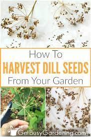 This will allow more leaves to grow at a faster rate. Saving Dill Seed From Your Garden Is Easy And Frugal They Re Fun To Share With Friends Or Trade Seed Saving Saving Seeds From Vegetables Flower Garden Plans