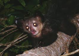 L Aye Aye Est Une Espece De Primate Strepsirrhinien Qui Vit A Madagascar C Est La Seule Espece D Espece Madagascar Primate In 2020 Primates Lemur Flying Lemur