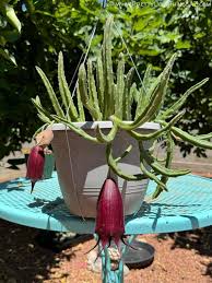 Image result for Stapelia leendertziae
