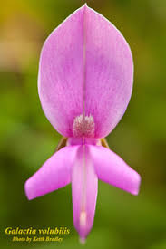 Image result for Galactia