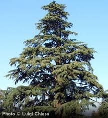 Feelin' sunny® deodar cedar patio tree: Get Deodar Cedar Evergreen Trees At Our Online Nursery Arbor Day Foundation Buy Trees Rain Forest Friendly Coffee Greeting Cards That Plant Trees Memorials And Celebrations With Trees And More