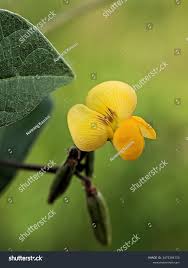 Image result for Vigna luteola