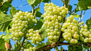 Image result for graft grape vines