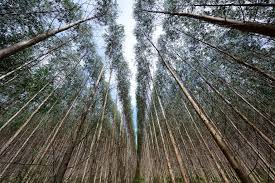 Produtores de árvores em São Paulo ficam sem mercado - 17/09/2017 - Mercado  - Folha de S.Paulo