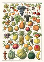 Cavallini Co Fruit Decorative Paper Sheet Prints Vintage Botanical Vintage Posters