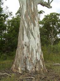 Maybe you would like to learn more about one of these? Forest Red Gum Eucalyptus Tereticornis Eucalyptus Trees Landscaping Plants Tree Trunks